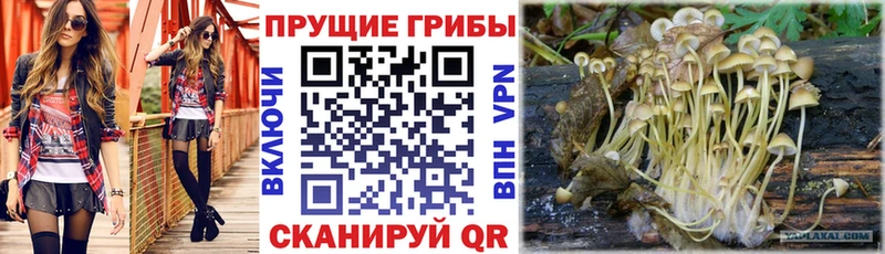 Галлюциногенные грибы Psilocybine cubensis купить наркотики сайты Лаишево
